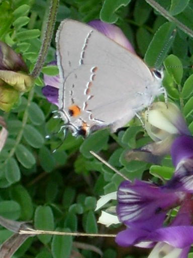 TXbutterfly.JPG